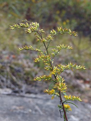 Early Goldenrod (Solidago juncea) in Cutter Woods at Pelham in southern New Hampshire