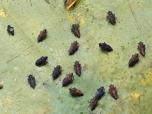 lily pad and bugs at Beaver Pond in Cutter Woods at Pelham in southern New Hampshire