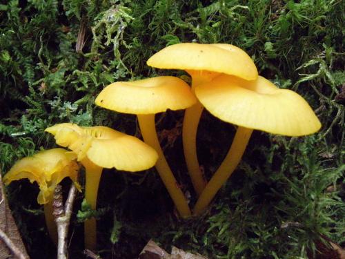 Nested Waxcap