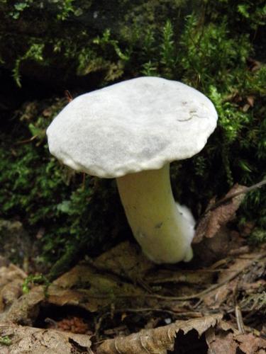 Ornate-stalked Bolete