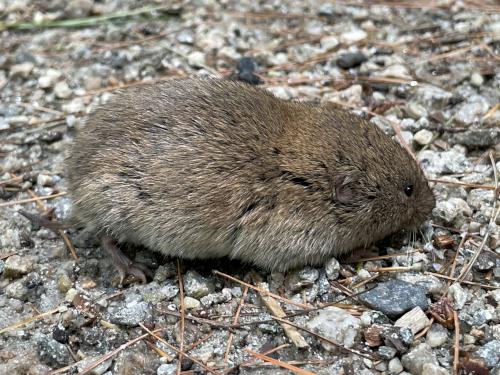 Meadow Vole