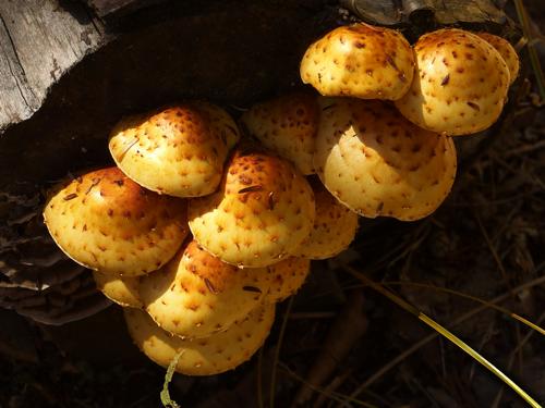 Golden Pholiota (Pholiota aurivella) in October on Shaker Mountain in southwestern New Hampshire