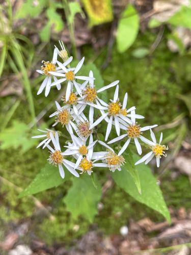 Bigleaf Aster (Eurybia macrophylia) in August at Shaker Mountain in western MA