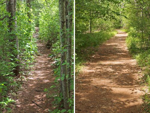 trails in May at Shattuck Reservation in eastern Massachusetts