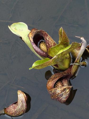 Skunk Cabbage (Symplocarpus foetidus) at Shawsheen River Reservation near Andover in eastern Massachusetts