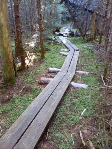 upper section of the Rattle River Trail to Shelburne Moriah Mountain in New Hampshire