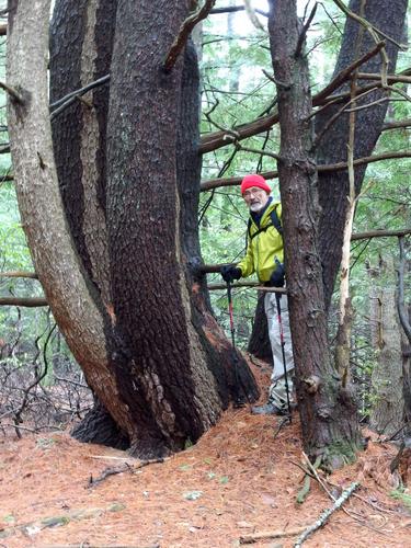 Dick stands by some gnarly trees in Sheldrick Forest in winter in New Hampshire