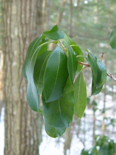 Mountain Laurel