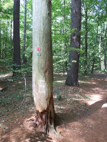 trail blazes at Sherburne Nature Center in northeast Massachusetts