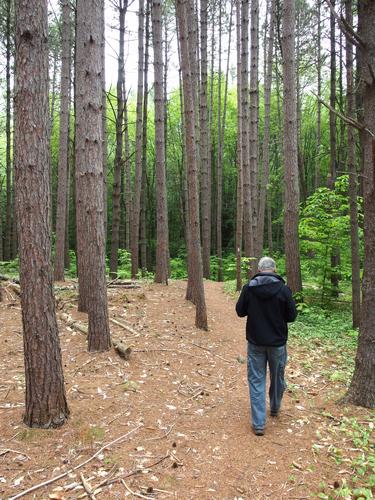 Len heads up trail in Shieling Forest in southern New Hampshire