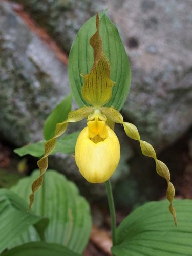 Yellow Lady's Slipper (Cypripedium calceolus)