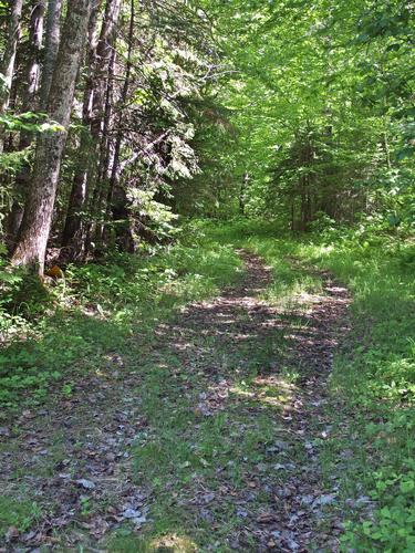 woods road on the way to Signal Mountain in northern New Hampshire