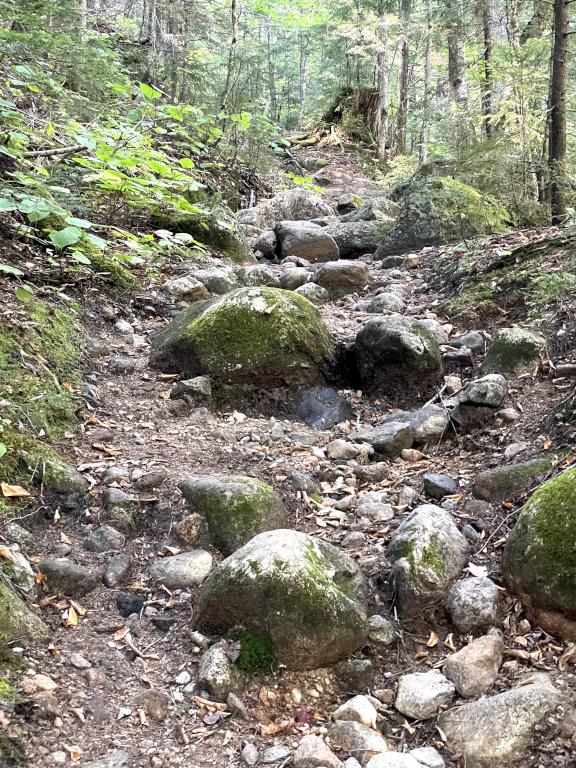 Signal Ridge Trail to Signal Ridge Peak in central NH