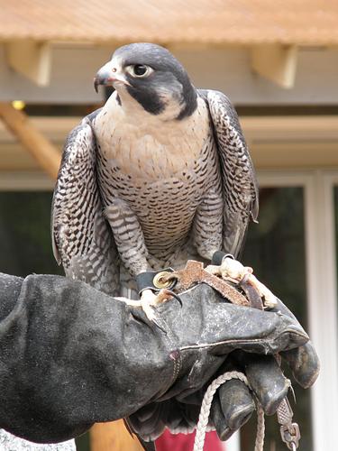 Peregrine Falcon