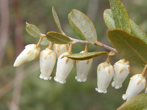 Leatherleaf (Chamaedaphne calyculata) in May at Silk Farm Audubon Center in southern New Hampshire