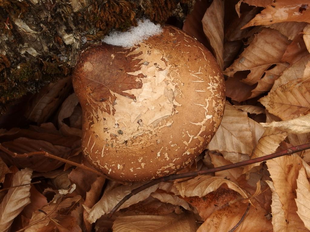 a perfect mushroom creating an artistic image off trail on Silver Hill in New Hamsphire