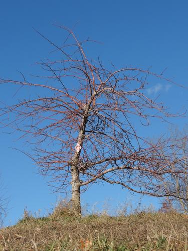 apple tree at Silver Lake State Park in southern New Hampshire