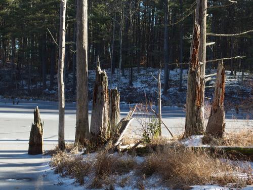 sidelighting sunshine scene in January at Dunklee Pond within Silver Lake State Park in southern New Hampshire