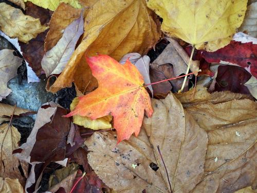 in October a new carpet of color covers the Harriskat Trail to Skatutakee Mountain near the Harris Center in southern New Hampshire