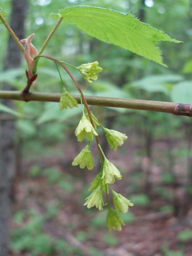 Striped Maple (Acer pensylvanicum) flowers