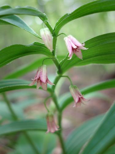 Rose Twisted-stalk (Streptopus roseus) flowers