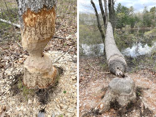 Beaver work in May at Skinner Forest in northeast MA