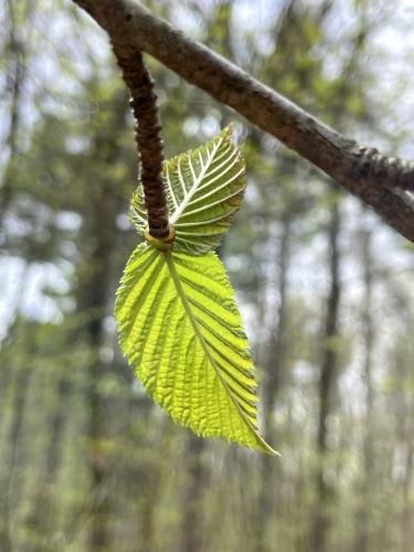 birch tree in May at Skinner Forest in northeast MA