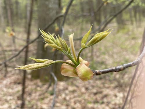 new growth of a Buckeye tree in May at Skinner Forest in northeast MA