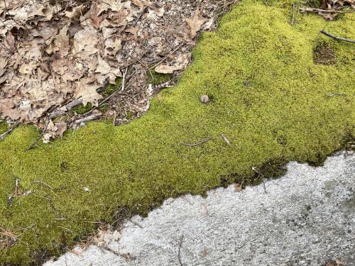 moss in May at Skinner Forest in northeast MA