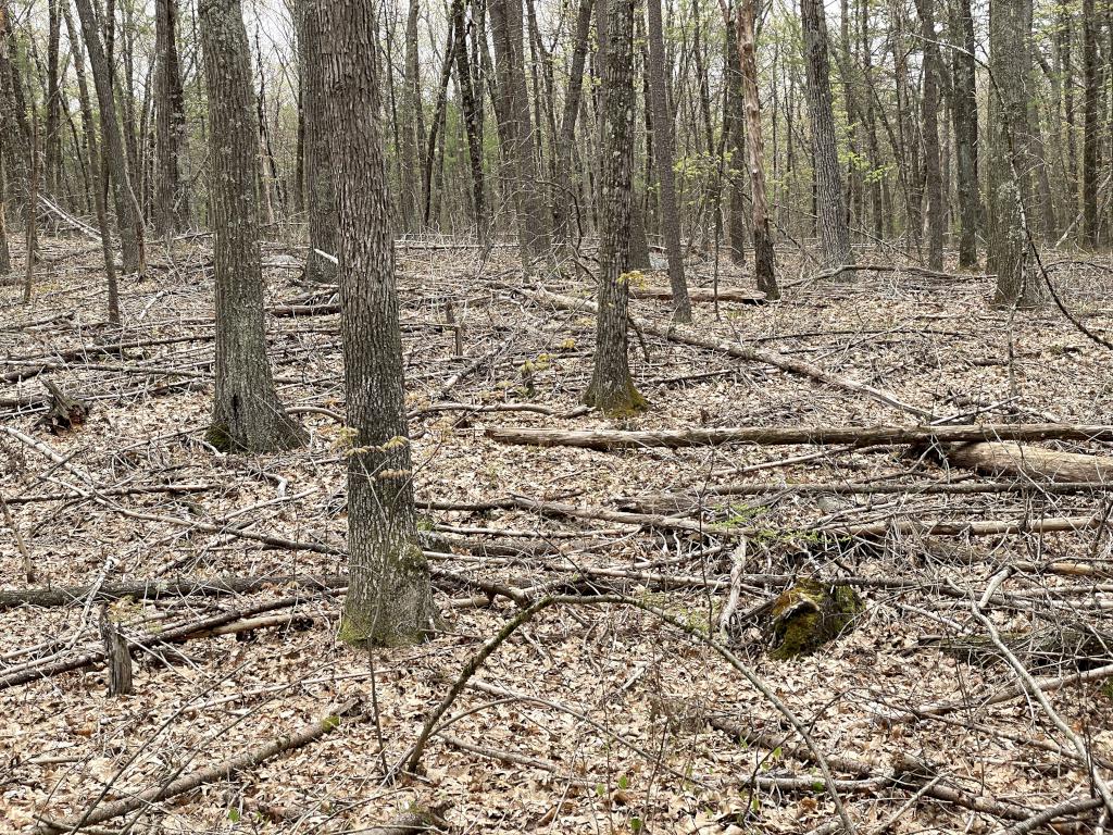 weird woods in May at Skinner Forest in northeast MA