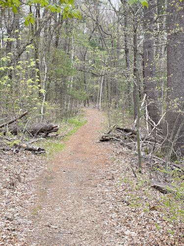 trail in May at Skinner Forest in northeast MA