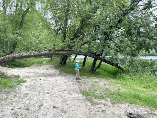 trail in August at Sklar Waterfront Park in southern NH