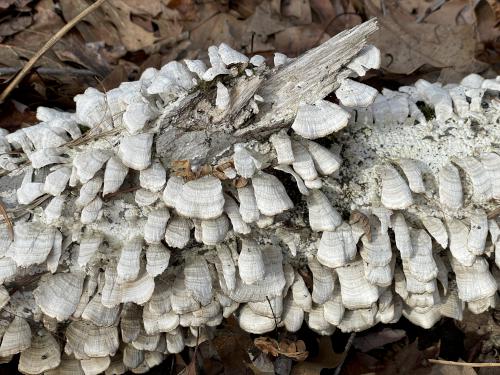 mushrooms in February at Skug River Reservation in northeast MA