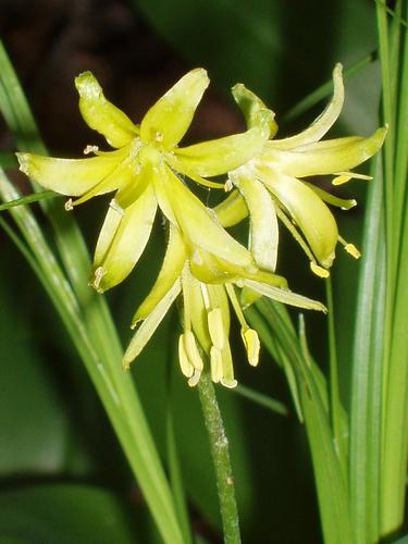 Blue Bead Lily flowers