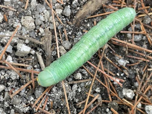 caterpillar in August at Smith Preserve near Kennebunkport in southern Maine