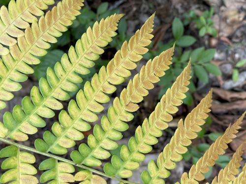 fern in August at Smith Preserve near Kennebunkport in southern Maine