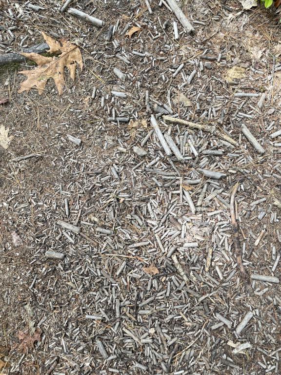 sticklets on the trail in August at Smith Preserve near Kennebunkport in southern Maine