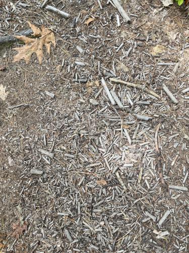 sticklets on the trail in August at Smith Preserve near Kennebunkport in southern Maine