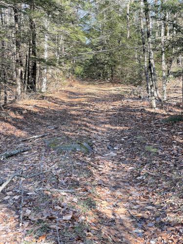 woods road in December on Smith Hill in New Hampshire