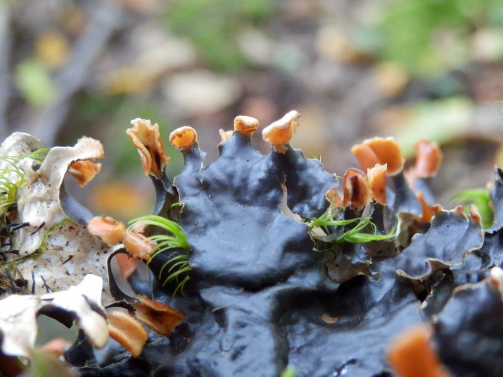 Many-fruited Pelt (Peltigera polydactylon) lichen in October on Snows Mountain in New Hampshire