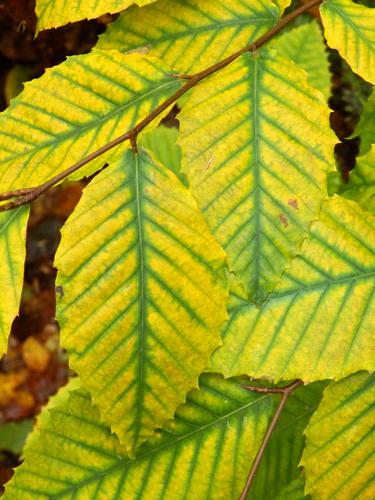 American Beech