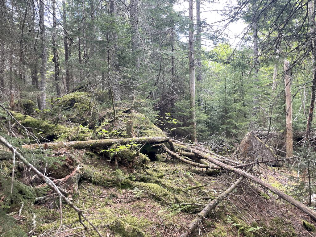 woods in May to bushwhack through to reach the true summit of Snows Mountain in New Hampshire