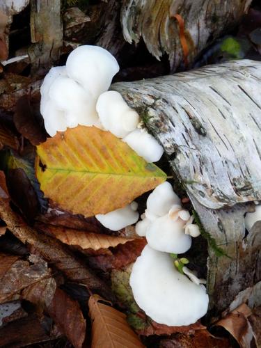 White Cheese Polypore on a rotted White Birch log at Snows Mountain in NH