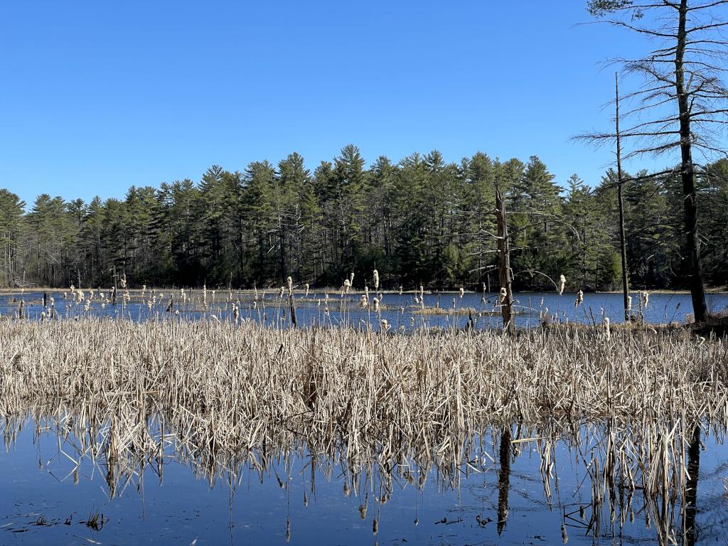 pond in April on West Branch Fever Brook near Soapstone Hill in central MA