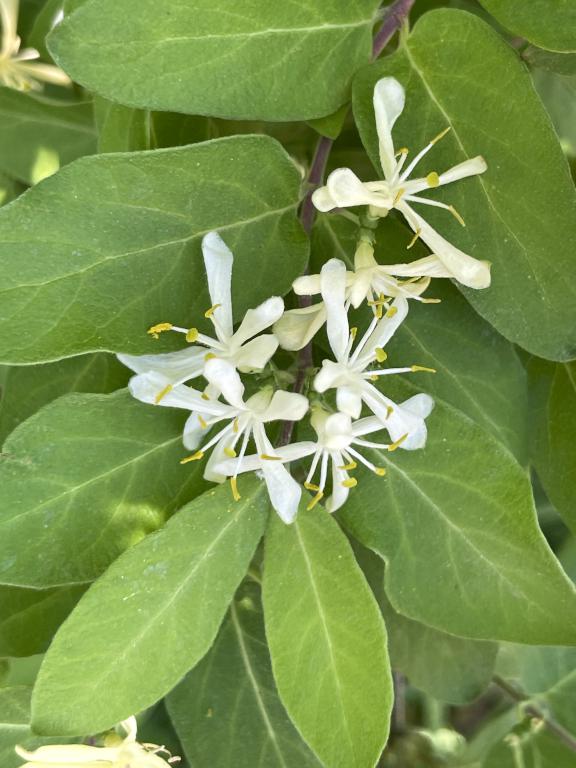 Bush Honeysuckle (Lonicera Maackii) in May on the Souhegan River Trail in southern New Hampshire