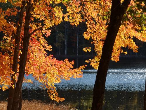 golden foliage