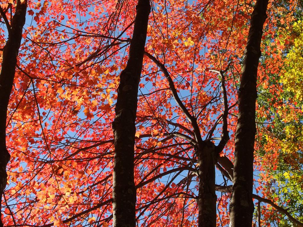 red foliage in October beside Lovewells Pond at Southwest Trails in Nashua, New Hampshire