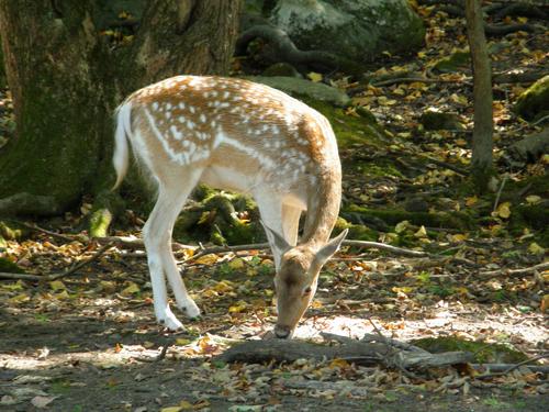 browsing deer at Southwick's Zoo in eastern Massachusetts