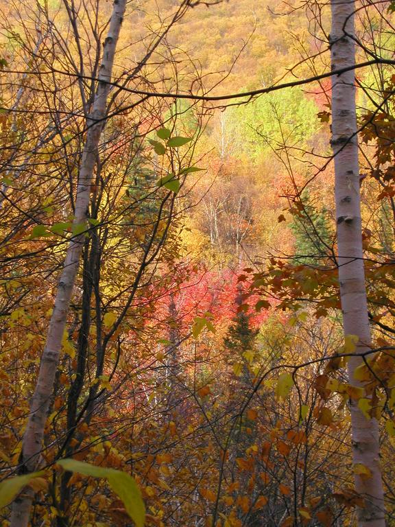 fall foliage near Spaulding Mountain in Maine