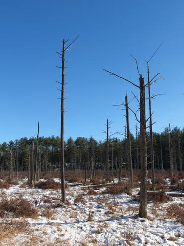 Parker Pond at Spaulding Park Town Forest in southern New Hampshire